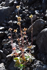 Potentilla uniflora