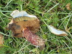 Rubroboletus satanas