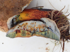 Rubroboletus satanas