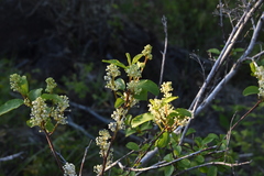 Ceanothus sanguineus