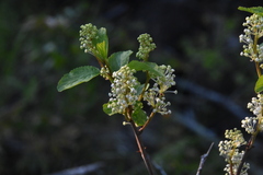 Ceanothus sanguineus