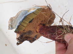 Rubroboletus satanas