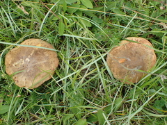 Rubroboletus satanas
