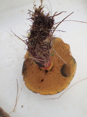 Rubroboletus satanas