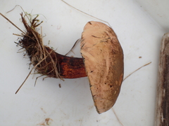 Rubroboletus satanas