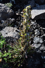 Pedicularis alopecuroides