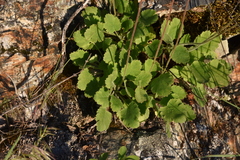 Heuchera cylindrica
