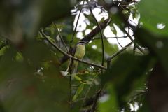 Myiodynastes hemichrysus