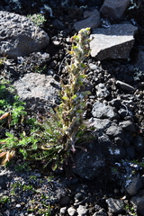 Pedicularis alopecuroides