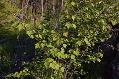 Acer glabrum douglasii
