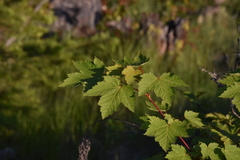 Acer glabrum douglasii
