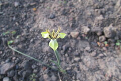 Moraea unguiculata