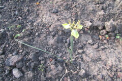 Moraea unguiculata