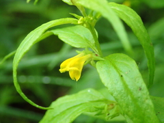 Melampyrum sylvaticum