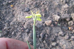 Moraea unguiculata