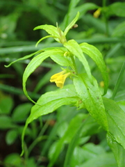 Melampyrum sylvaticum