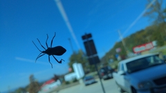 Acanthocephala terminalis