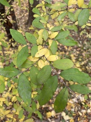 Ligustrum obtusifolium