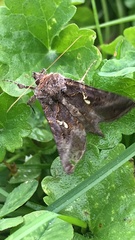 Autographa