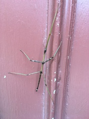 Diapheromera femorata