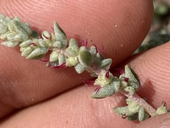 Atriplex julacea
