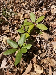 Rhododendron catawbiense