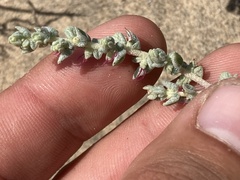 Atriplex julacea