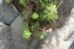 Crassula perforata