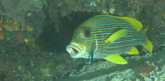 Plectorhinchus polytaenia