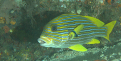 Plectorhinchus polytaenia