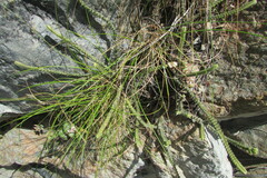 Crassula muscosa