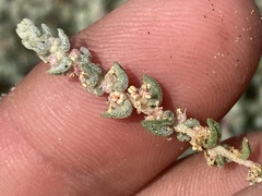Atriplex julacea