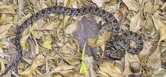 Protobothrops mucrosquamatus