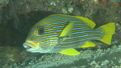 Plectorhinchus polytaenia