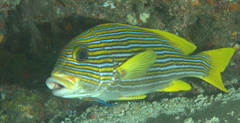 Plectorhinchus polytaenia