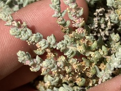 Atriplex julacea