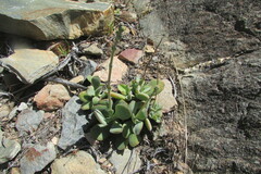 Crassula cotyledonis