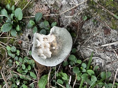 Russula crustosa