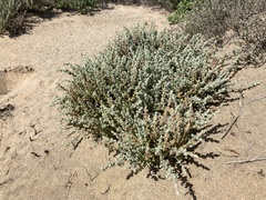 Atriplex julacea