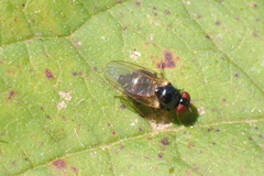 Lonchaea