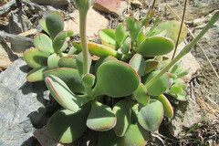 Crassula cotyledonis