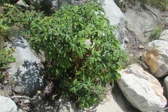 Pelargonium hispidum