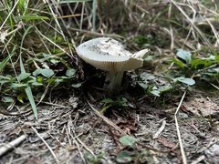 Russula crustosa