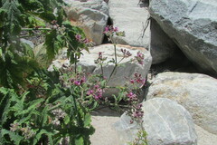 Pelargonium hispidum