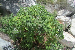 Pelargonium hispidum