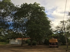 Schinopsis brasiliensis