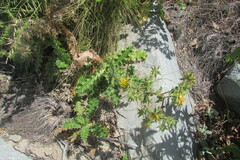 Berkheya onobromoides onobromoides