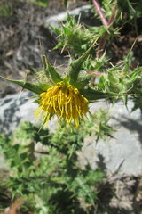 Berkheya onobromoides onobromoides