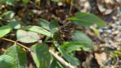 Cardueae