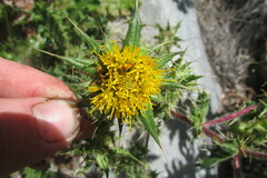 Berkheya onobromoides onobromoides
